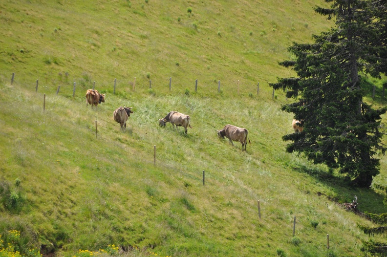 18a More Swiss Cows.JPG